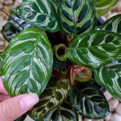 Calathea Peacock Plant: How to Grow and Care for Calathea Makoyana